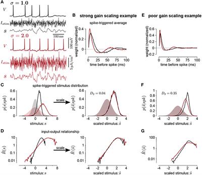 Capturing Multiple Timescales of Adaptation to Second-Order Statistics With Generalized Linear Models: Gain Scaling and Fractional Differentiation